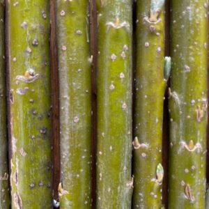 Stecklinge Korbweide, Strauchweide, Hanfweide - Salix viminalis - 5er Pack