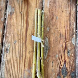 Stecklinge Weißweide Britzensis - Salix alba Britzensis (Chermesina) - 5er Pack