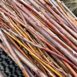 Stecklinge Weißweide Yelverton - Salix alba Yelverton - 5er Pack