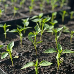 Paprika/Chili - Bio Jungpflanzerln - verschiedene Sorten