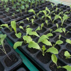 Salate - Bio Jungpflanzerln - verschiedene Sorten - 6er Pack